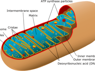 mitochondria powerhouse of the cell
