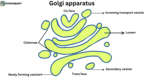 Golgi apparatus