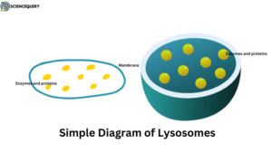 Simple diagram of Lysosomes