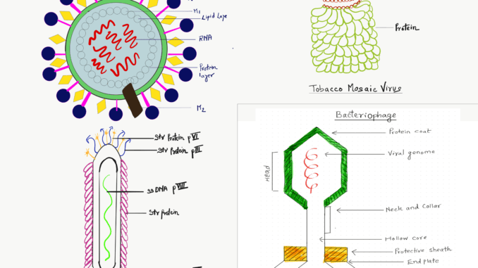 Types of viruses