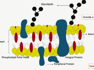 Plasma membrane