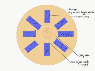 are viruses living or not ?