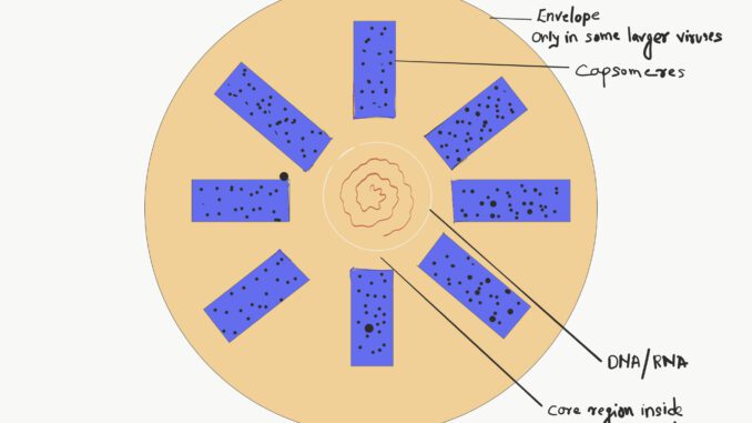 are viruses living or not ?