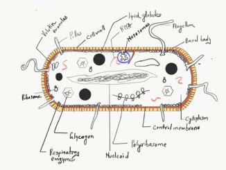 gram-positive and gram-negative bacteria