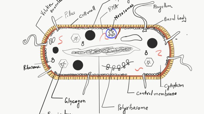 gram-positive and gram-negative bacteria