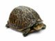 Turtle and Tortoise