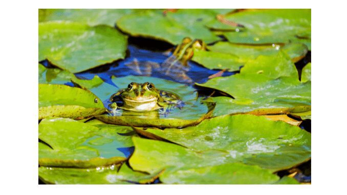 difference between pond and a lake