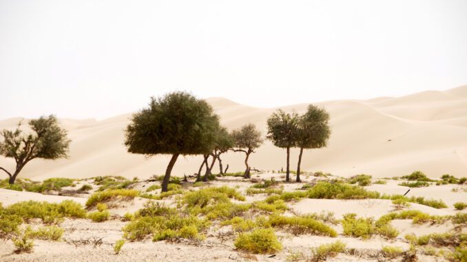 Desert ecosystem types