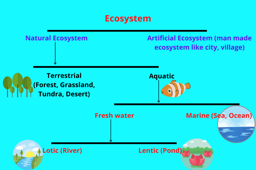 essay definition of ecosystem
