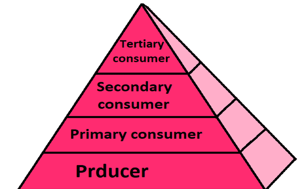 Ecological pyramid