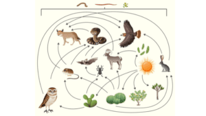 Food chain vs food web