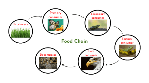 Food chain in ecosystem