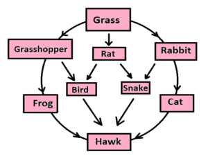 food web