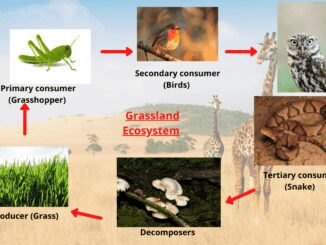 Grassland Ecosystem