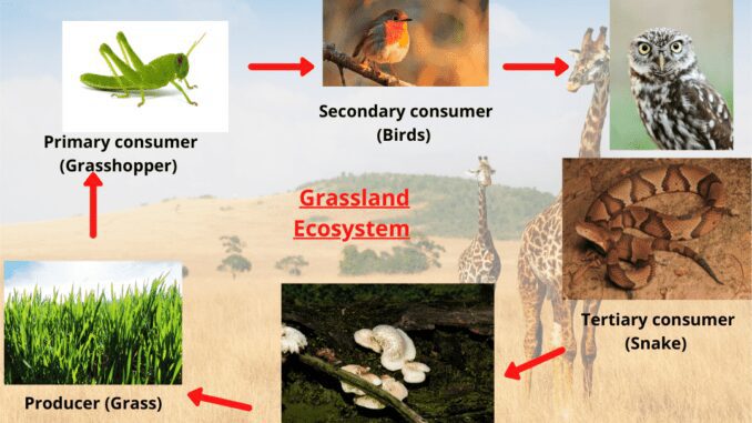 Grassland Ecosystem