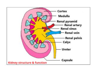 Kidney structure and function