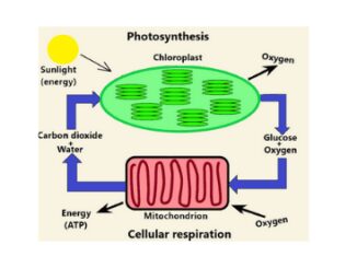 Photosynthesis vs cellular respiration