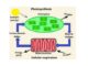 Photosynthesis vs cellular respiration