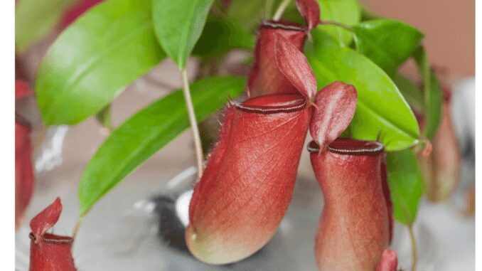 Pitcher plant