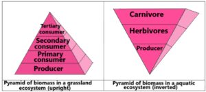 Pyramid of biomass