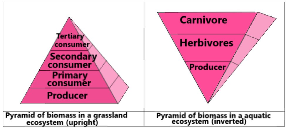 Ecological pyramid: Definition and classification - sciencequery