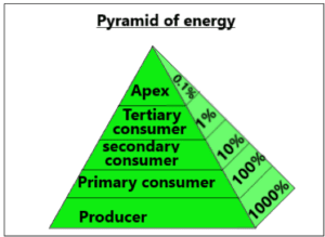 Pyramid of energy