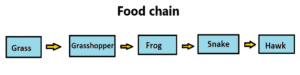 food chain