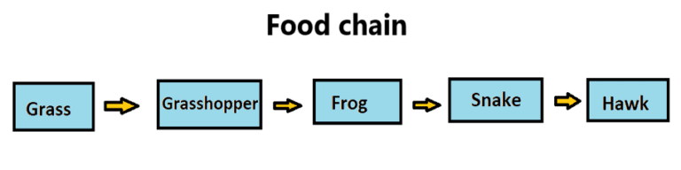 food-chain-vs-food-web-definition-and-differences-science-query