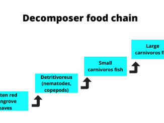 Decomposer food chain