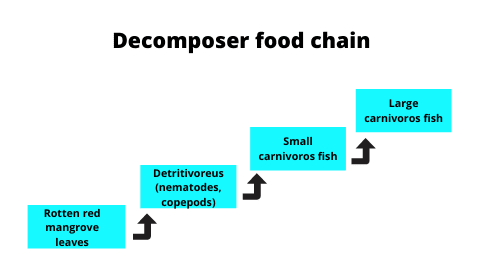 Decomposer food chain