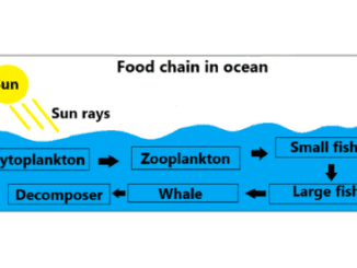 Food chain in ocean