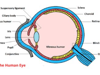 The human eye