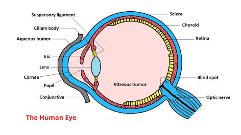 The human eye