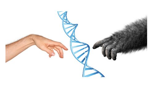 Heredity and evolution