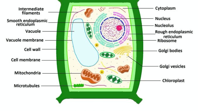 Plant cell structure