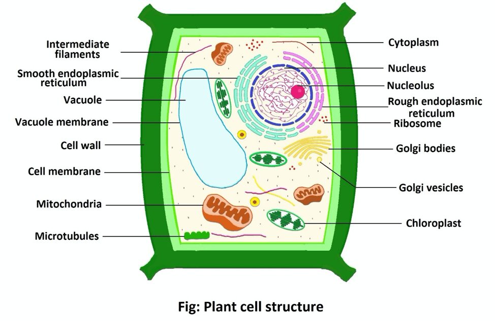 plant-cell-structure-properties-and-functions-science-query