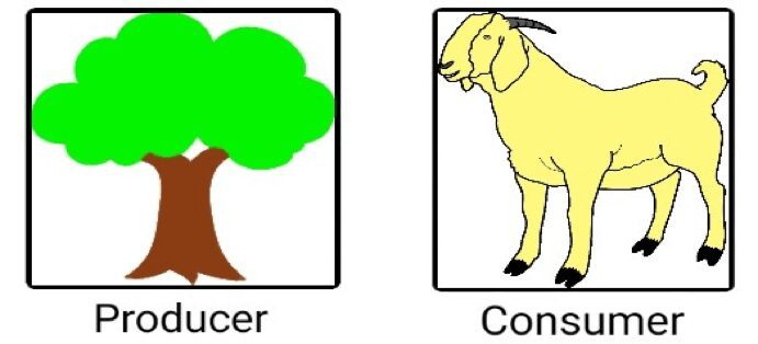 Consumers Differ From Producers In That Unlike Producers Consumers Producer vs Consumer in ecosystem - sciencequery.com