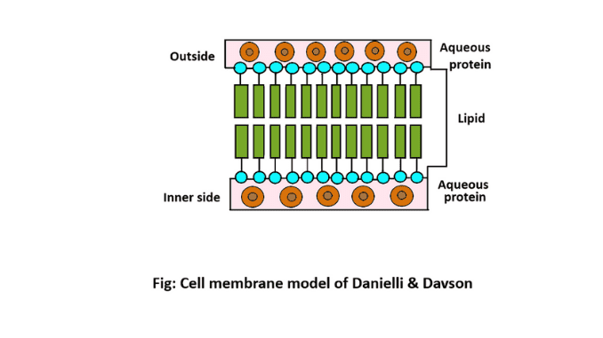 Cell membrane model: Types and definition - Science Query