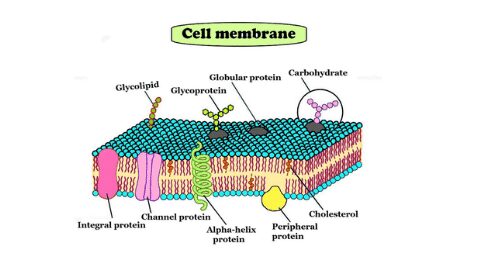 Cell membrane model