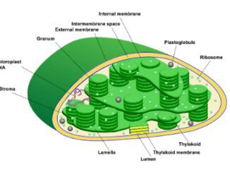 Chloroplast structure and function