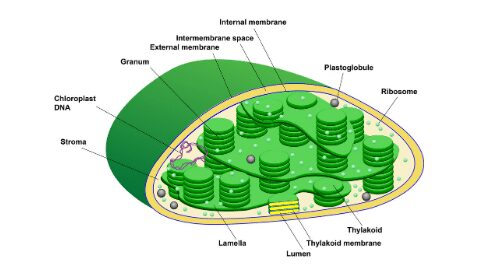 Chloroplast structure and function