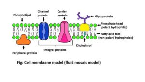 Fluid mosaic model