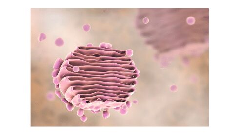 Golgi bodies apparatus function