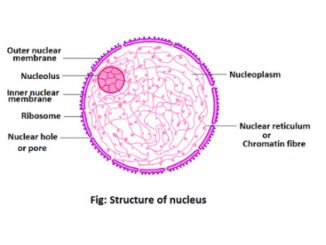 Nucleus structure and function