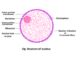 Nucleus structure and function