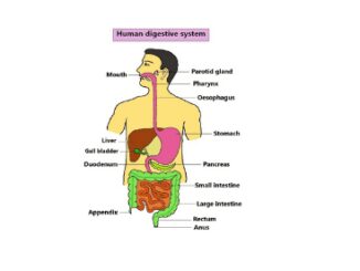 Human digestive system