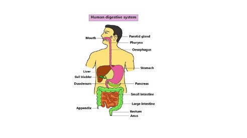 Human digestive system