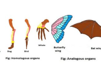 homologous vs analogous