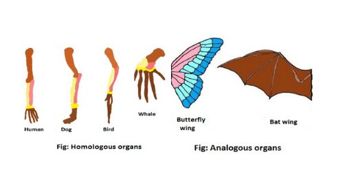 homologous vs analogous