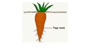 tap root